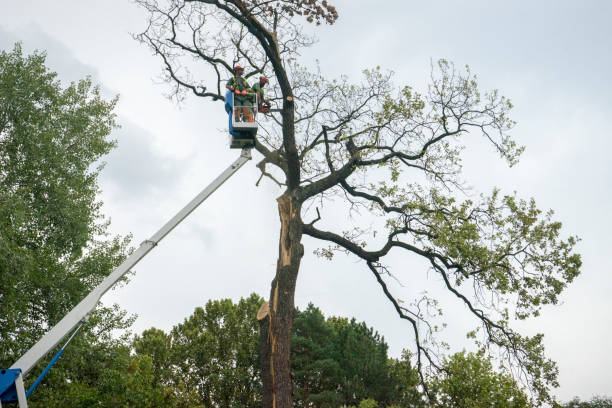 Best Tree Risk Assessment  in Wilkes Barre, PA