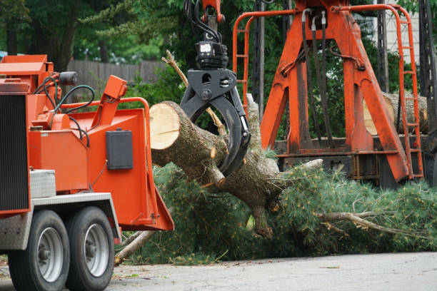 Best Commercial Tree Services  in Wilkes Barre, PA